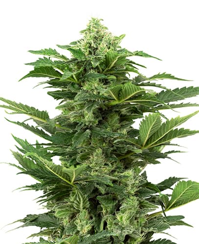 Afghan Pearl CBD Automatic Seeds 1ks SENSI SEEDS