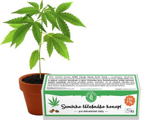 Semienka liečivého konope s CBD 7% - 5ks Zelená Země