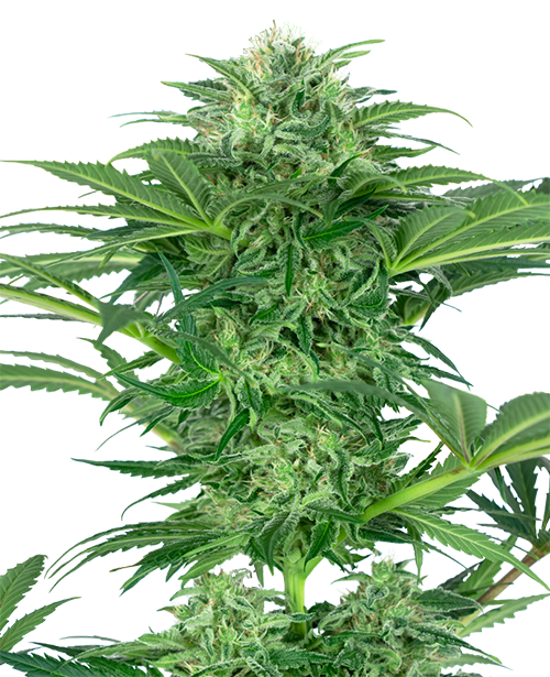 Skunk Dream CBD Feminized Seeds 1ks SENSI SEEDS